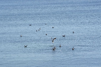 High angle view of birds swimming in sea