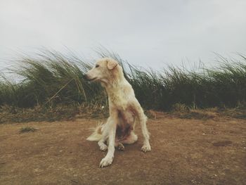 Dog looking away on field