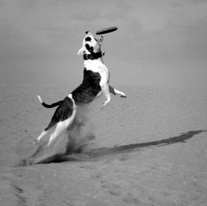 Dog running on the beach