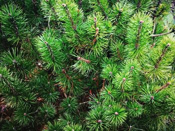 Full frame shot of pine tree