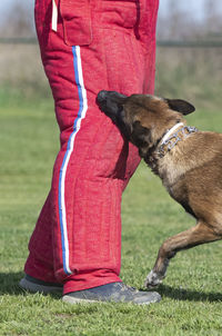 Low section of woman with dog on field