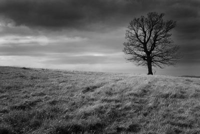 Bare tree on field against sky