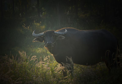 Water buffalo standing alone in grasses field at countryside of thailand.