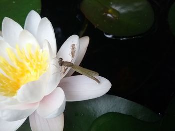 Close-up of insect on white flower