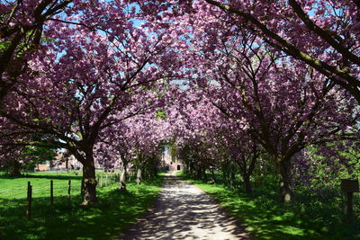 View of cherry blossom trees in park