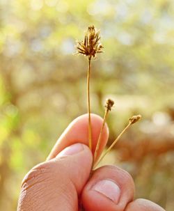 Close-up of cropped hand holding dandelion