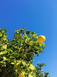 Low angle view of tree against clear blue sky