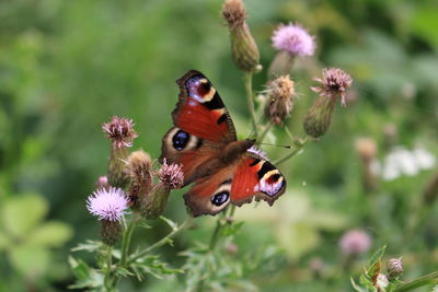 Close-up of butterfly pollinating on purple flower