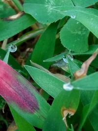 Close-up of raindrops on plant leaves