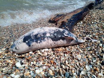 View of dead fish on beach