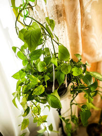 Close-up of fresh green leaves on plant