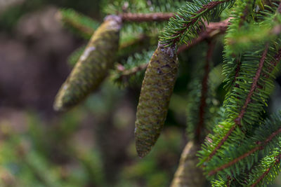 Close-up of pine tree branch