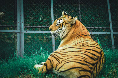 Cat relaxing in cage at zoo