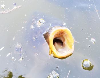 High angle view of turtle in water