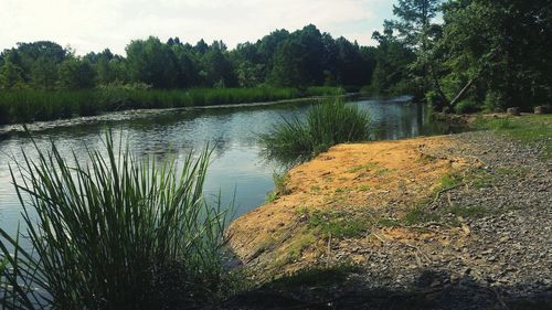 Scenic view of lake in forest