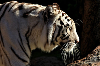 Close-up of tiger