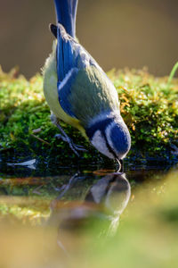 Close-up of bird perching on lake