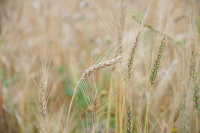 Close-up of wheat growing on field