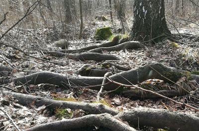 Bare tree in forest during winter