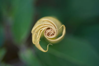 Close-up of white flower