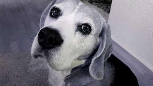 Close-up portrait of dog