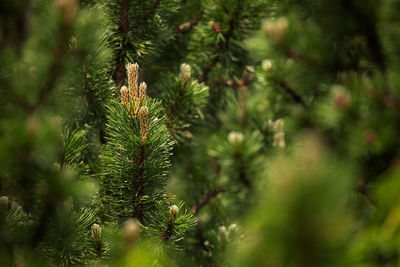 Close-up of pine tree