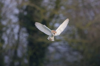 A barn owl on the hover