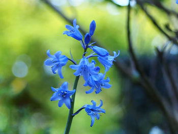 Close-up of purple flowering plant