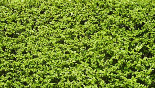Full frame shot of green leaves on field