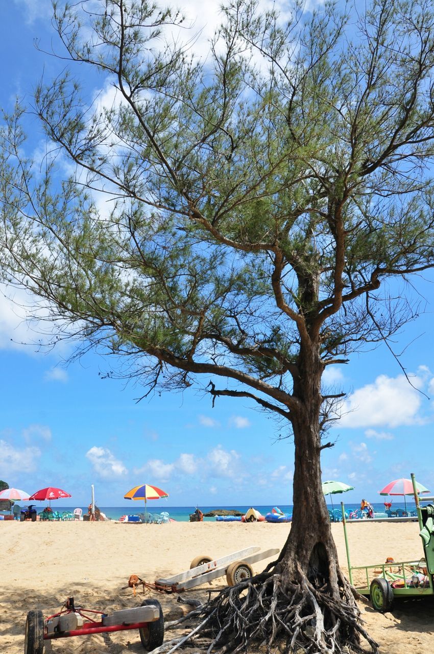 tree, transportation, sky, nautical vessel, mode of transport, moored, beach, water, sea, boat, tranquility, nature, branch, tree trunk, shore, day, tranquil scene, scenics, beauty in nature, incidental people