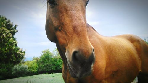 Close-up of horse