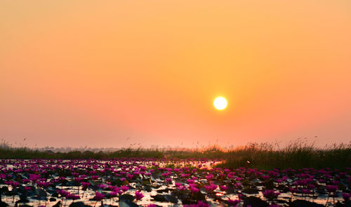 Purple flowering plants on field against sky during sunset