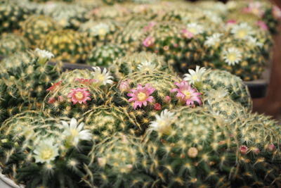 Close-up of cactus plant