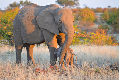 Elephant and calf standing on land