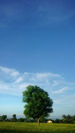 Trees on field against sky