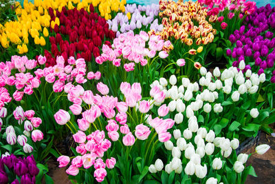 Close-up of pink flowering plants