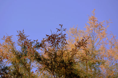 Low angle view of trees against clear blue sky