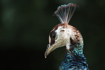 Close-up of peacock