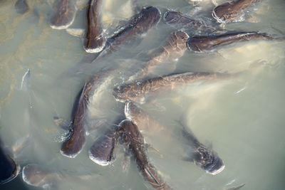 High angle view of fish swimming in sea