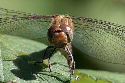 Close-up of dragonfly on leaf during sunny day