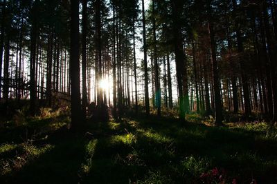 Trees in forest