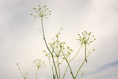 Low angle view of flowering plant against sky