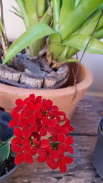 High angle view of red potted plant
