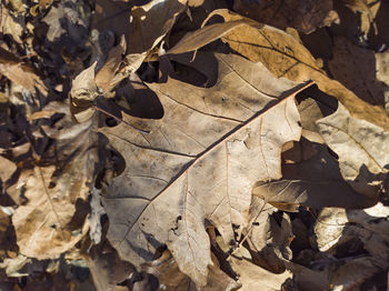 High angle view of dried leaves on ground