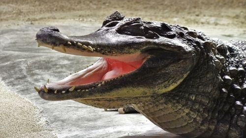 Close-up of crocodile on shore