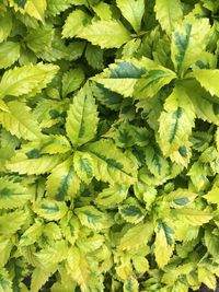 Full frame shot of green leaves