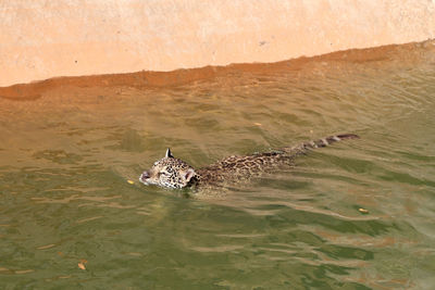 High angle view of turtle in lake