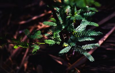 Close-up of fern leaves