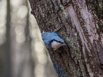 Close-up of bird perching on tree trunk