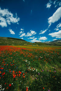 Scenic view of flowering field against blue sky
